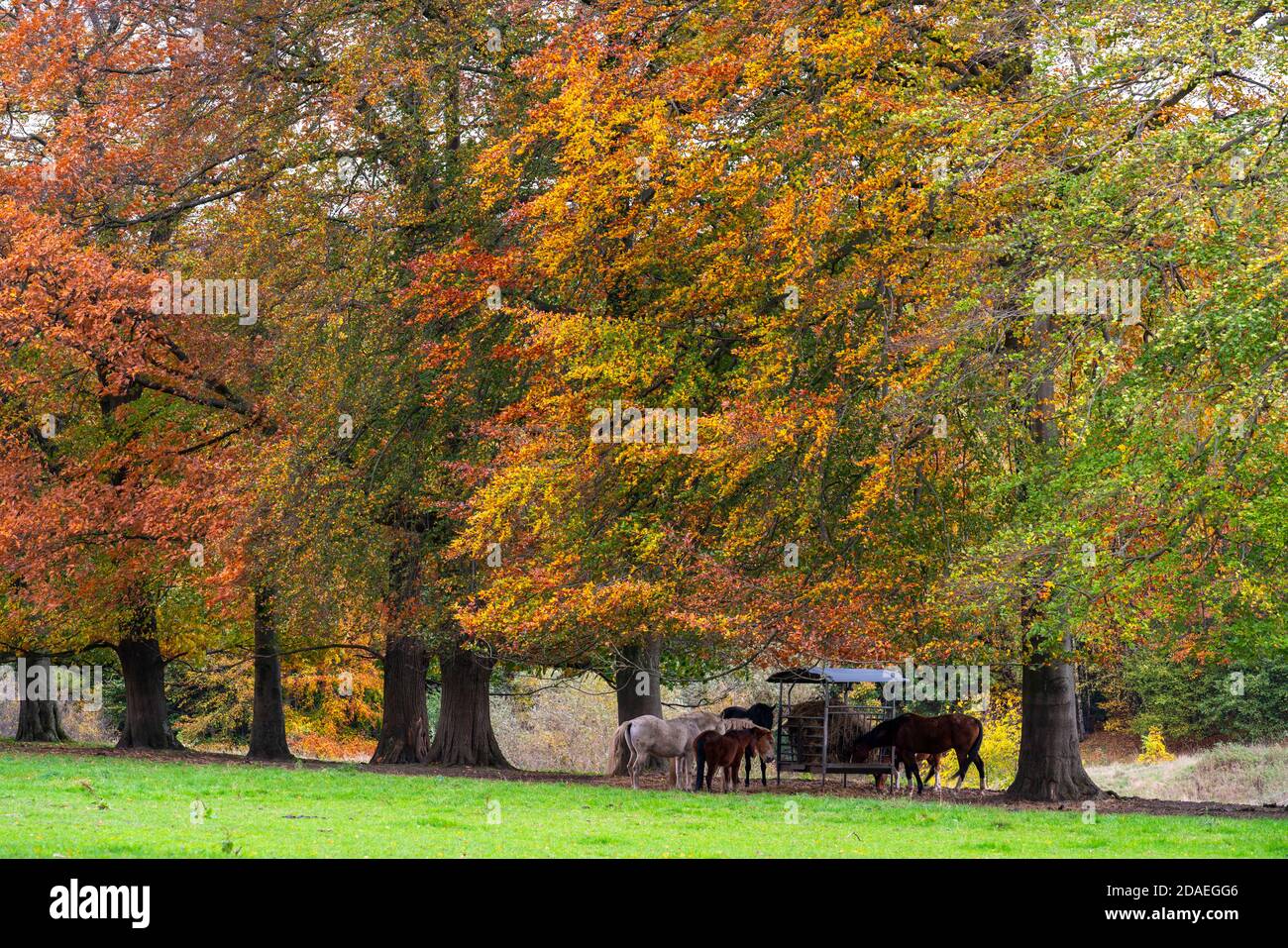 Paddock in the south of Essen near Kettwig, Laupendahl, NRW, Germany Stock Photo