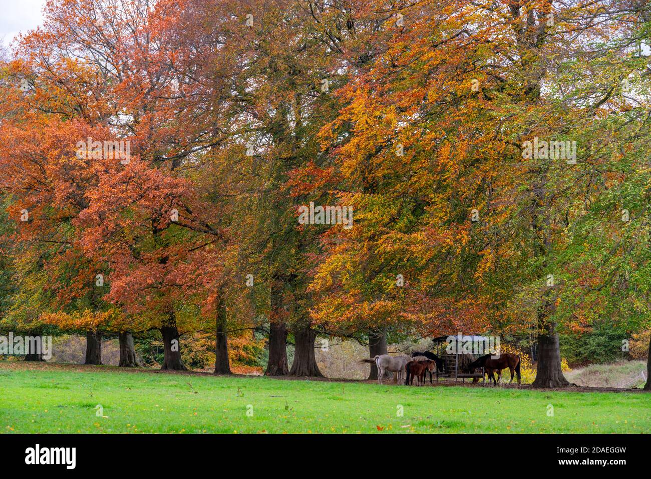 Paddock in the south of Essen near Kettwig, Laupendahl, NRW, Germany Stock Photo