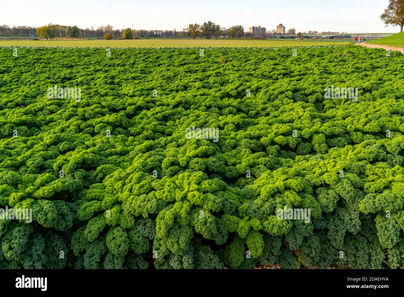 Kale field, cultivation area in the south of Düsseldorf, district Volmerswerth, am Rhein, NRW, Germany Stock Photo