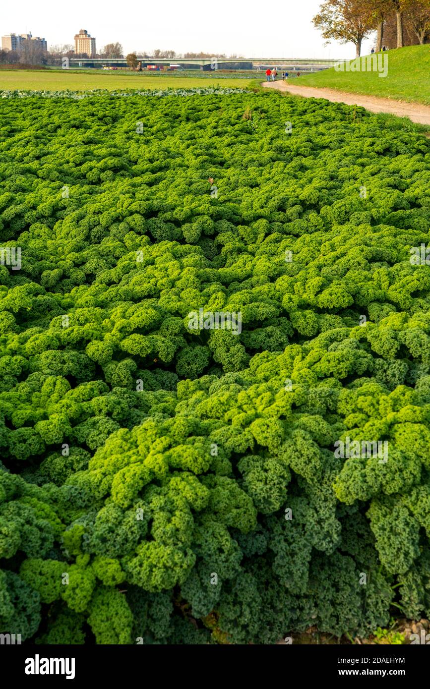Kale field, cultivation area in the south of Düsseldorf, district Volmerswerth, am Rhein, NRW, Germany Stock Photo