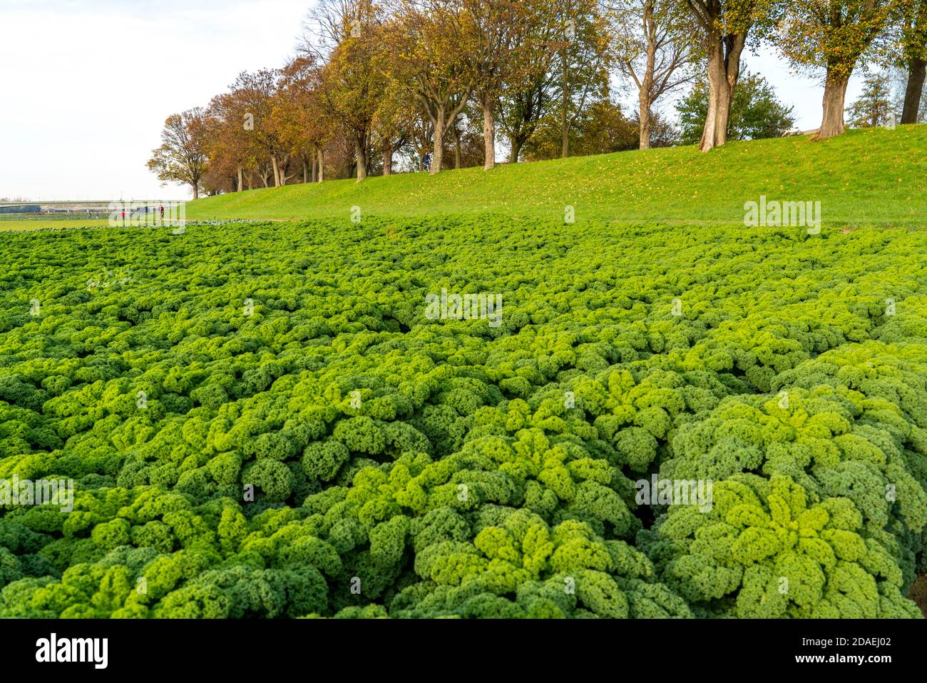 Kale field, cultivation area in the south of Düsseldorf, district Volmerswerth, am Rhein, NRW, Germany Stock Photo