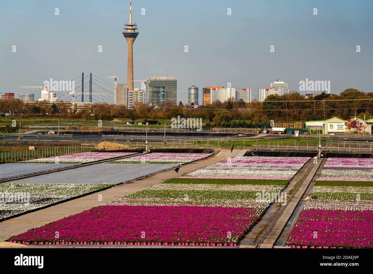 Nursery, plant breeding, ornamental plants grow in flower pots, outdoor, Düsseldorf-Volmerswerth, skyline of the city centre of Düsseldorf, Germany Stock Photo