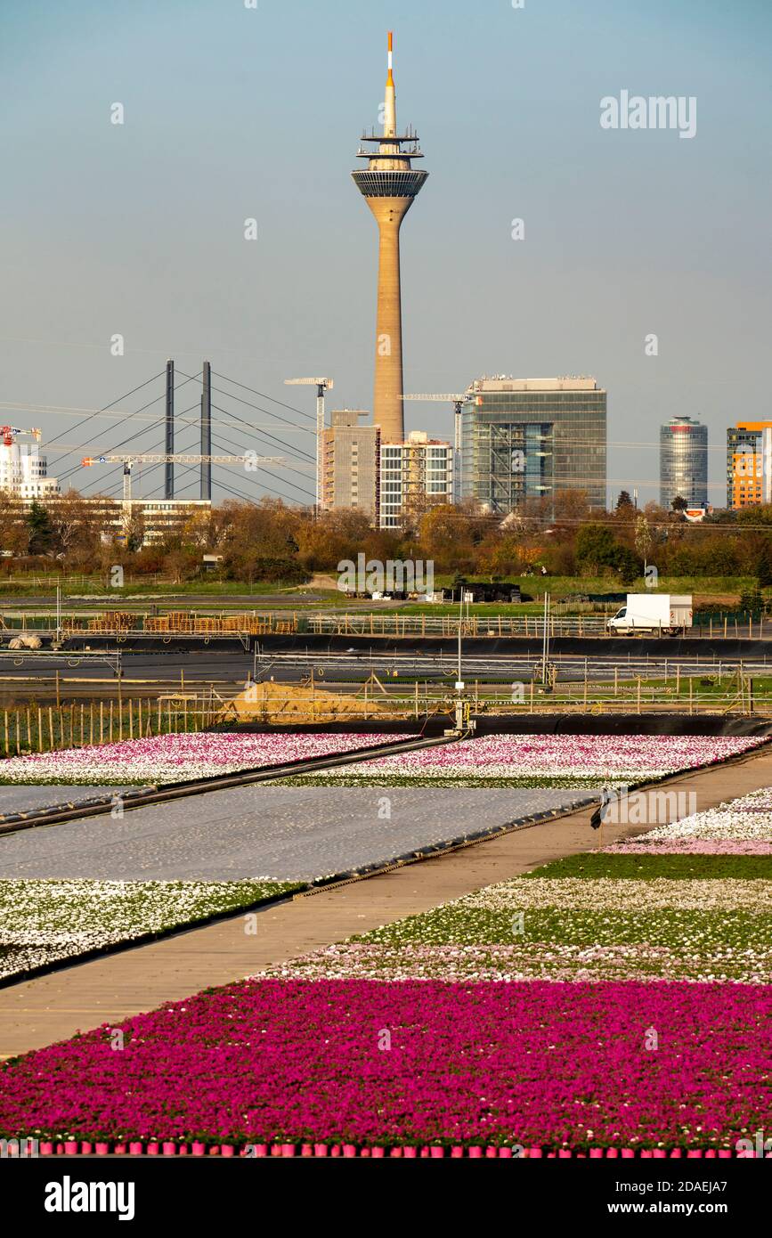 Nursery, plant breeding, ornamental plants grow in flower pots, outdoor, Düsseldorf-Volmerswerth, skyline of the city centre of Düsseldorf, Germany Stock Photo