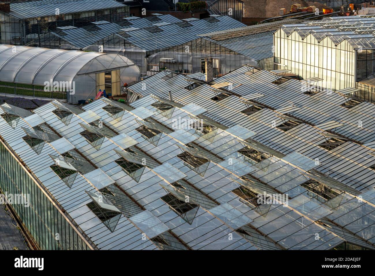 Nursery, plant breeding, glass greenhouses, skylights open, roofs, Düsseldorf-Volmerswerth, Germany, Stock Photo