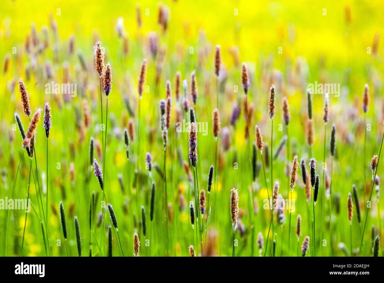 Grass field meadow grasses Alopecurus pratensis Stock Photo
