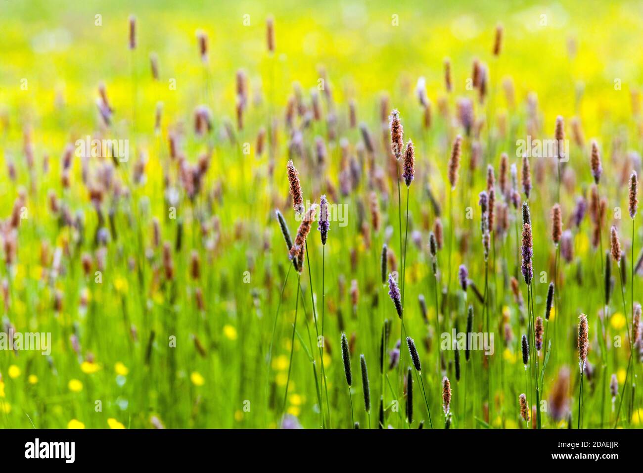 Long grass Meadow foxtail grass growing on spring season grasses of field Stock Photo