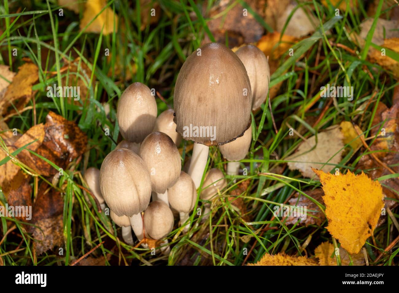 Common Inkcap fungi in Suffolk Forest, England Stock Photo