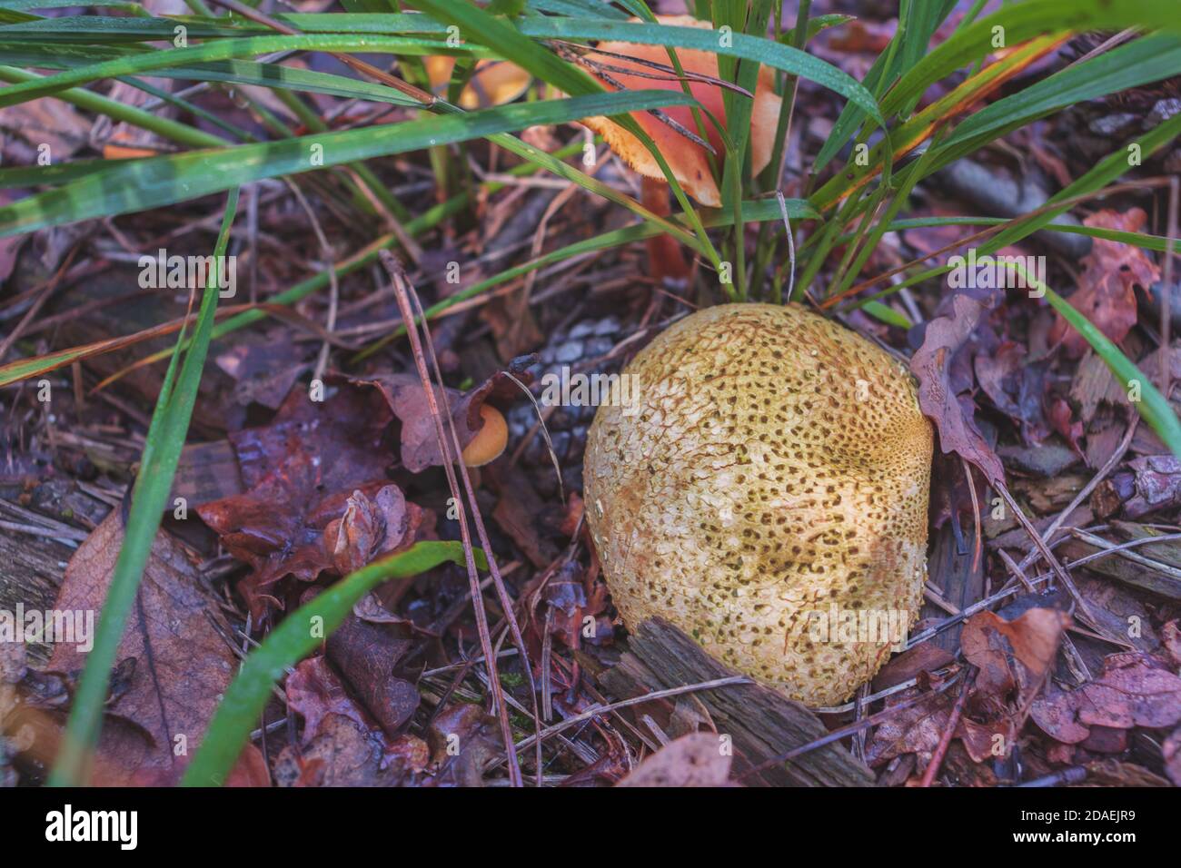 A mature Scleroderma citrinum mushroom (Common Earthball) Stock Photo