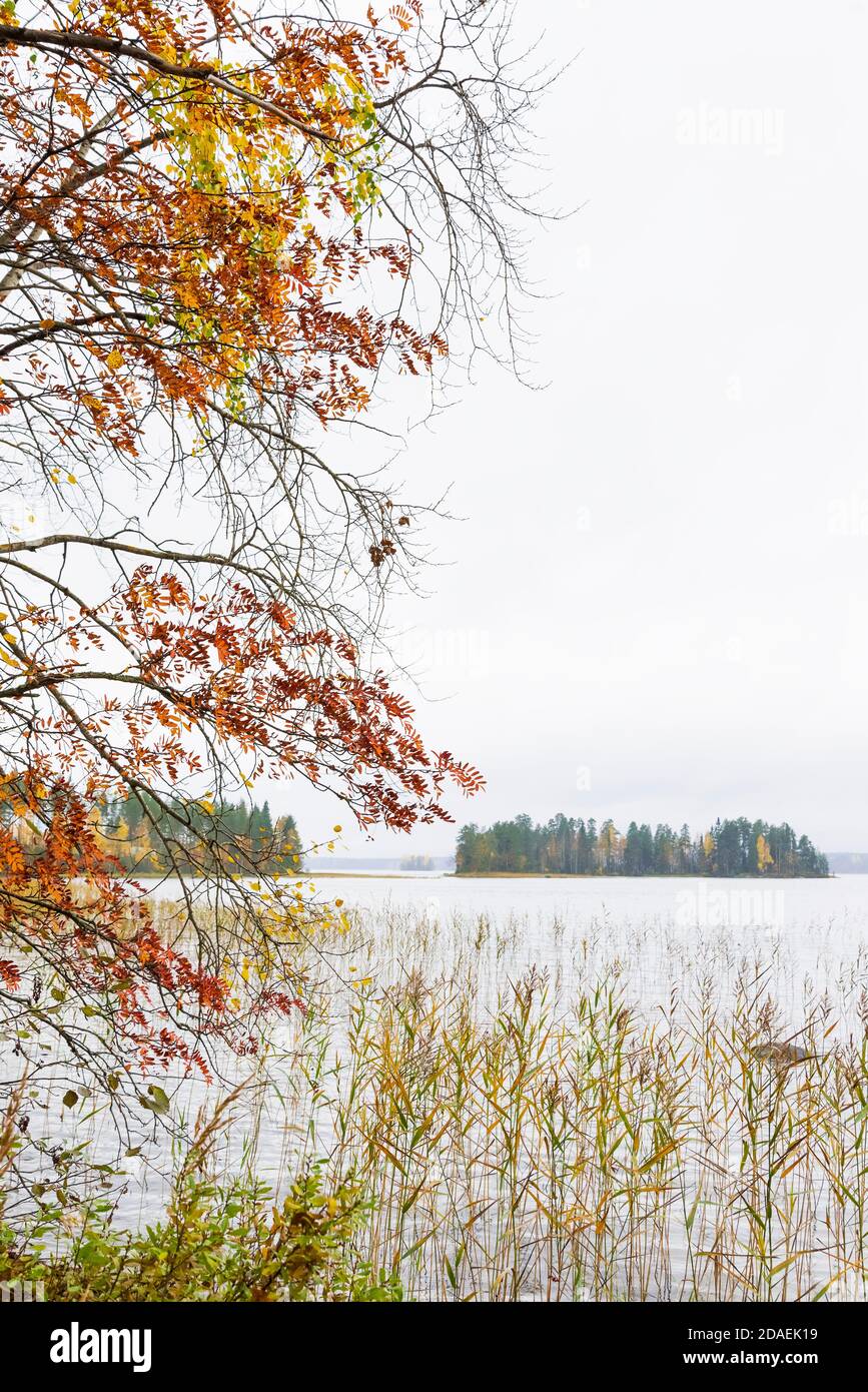 Lihava lake with tree in beautiful autumn colours, Pertunmaa, Southern Savonia, Finland Stock Photo
