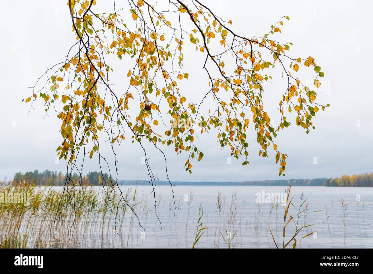 Lihava lake with tree in beautiful autumn colours, Pertunmaa, Southern Savonia, Finland Stock Photo
