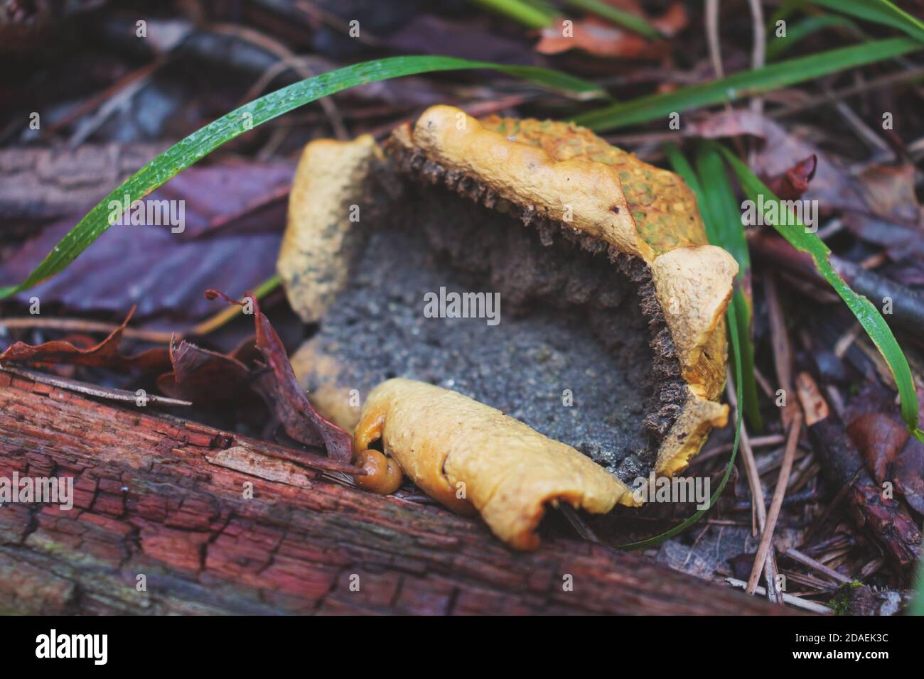 A rotten Scleroderma citrinum mushroom (Common Earthball) Stock Photo
