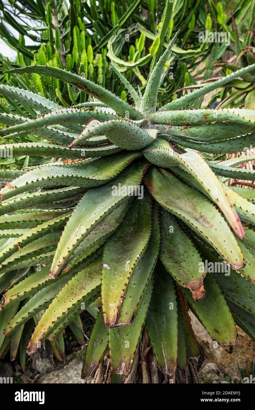 Aloe marlothii Mountain Aloe. Stock Photo