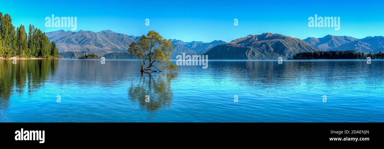 The famed Wanaka Tree in New Zealand Stock Photo
