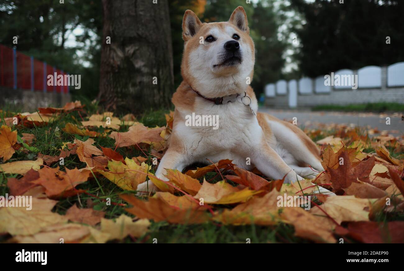 Cute Shiba Inu Lies Down on Fallen Colorful Autumn Leaves during Fall Season. Shiba is a Japanese Breed Dog. Stock Photo