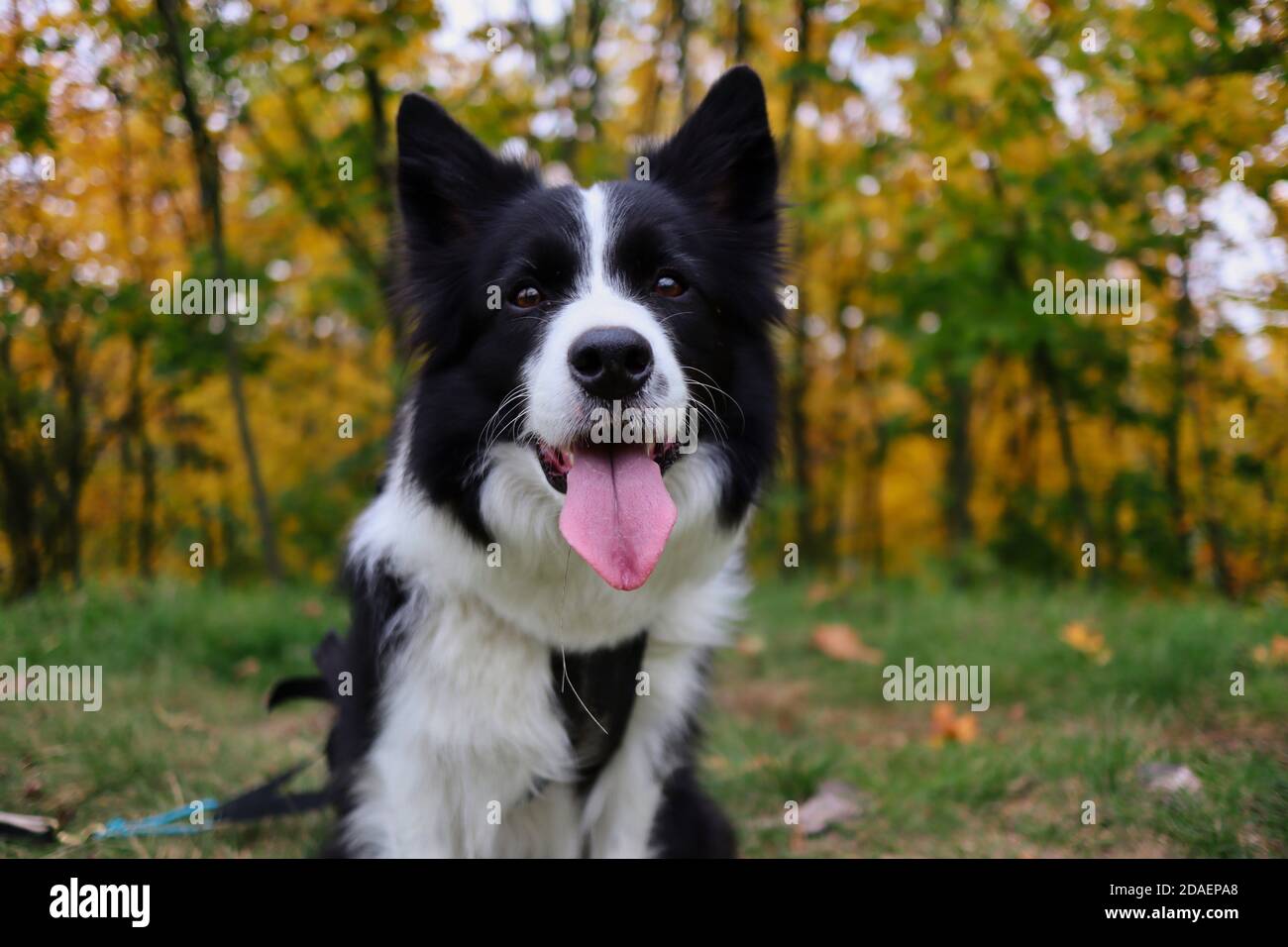 Close-up of Border Collie with Tongue Out Sitting Down in front of Colorful Forest. Happy Black and White Dog Shows its Tongue in Nature. Stock Photo