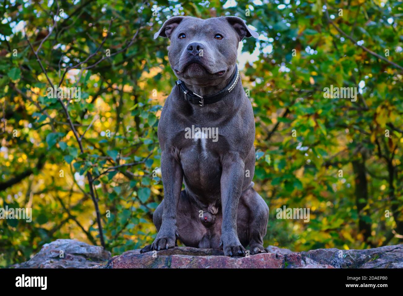 Muscular English Staffordshire Bull Terrier Sits on Rock in Nature. Serious Blue Staffy Outdoor Stock Photo - Alamy