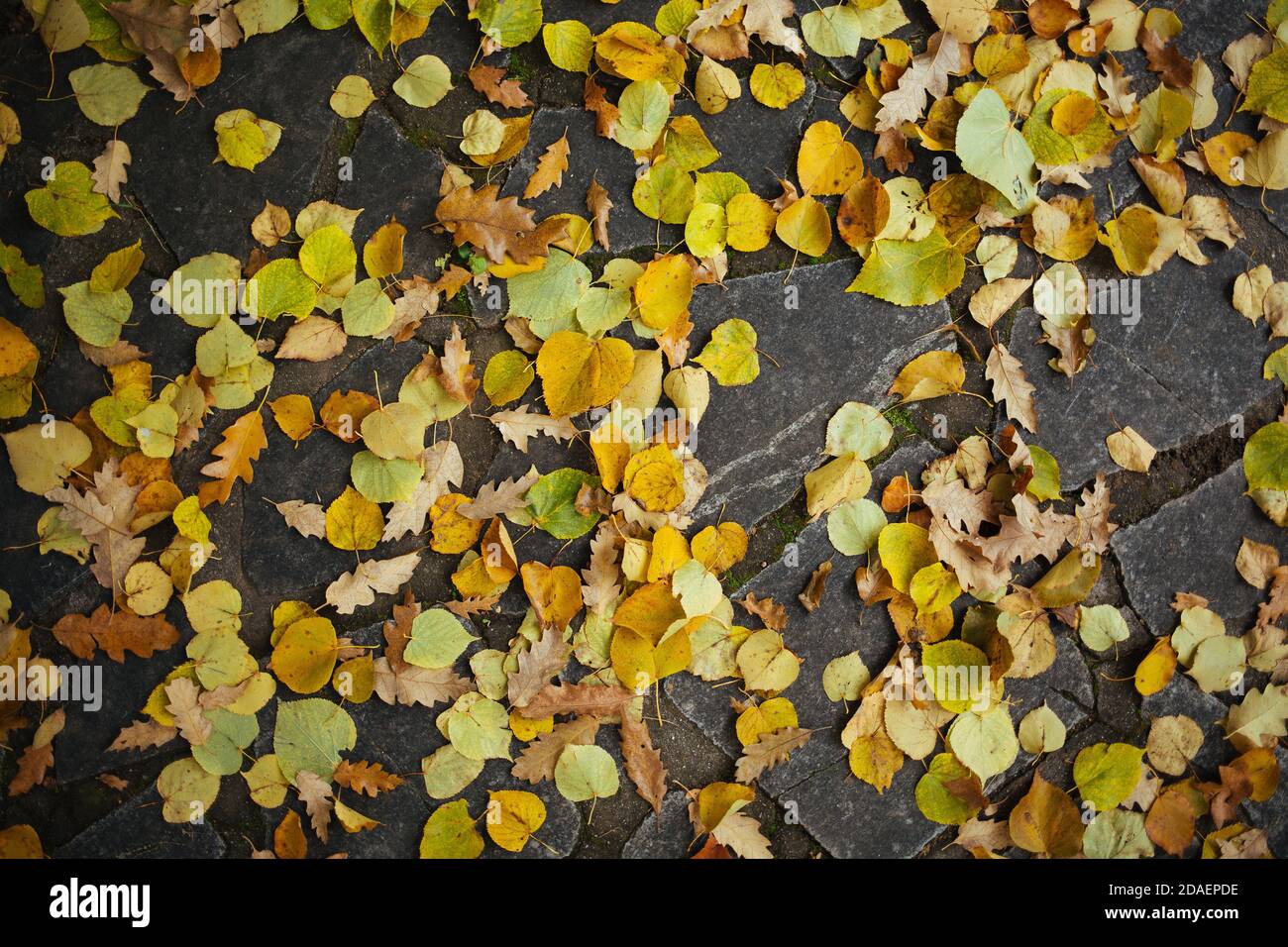 Top view of autumn leaves o the ground Stock Photo - Alamy