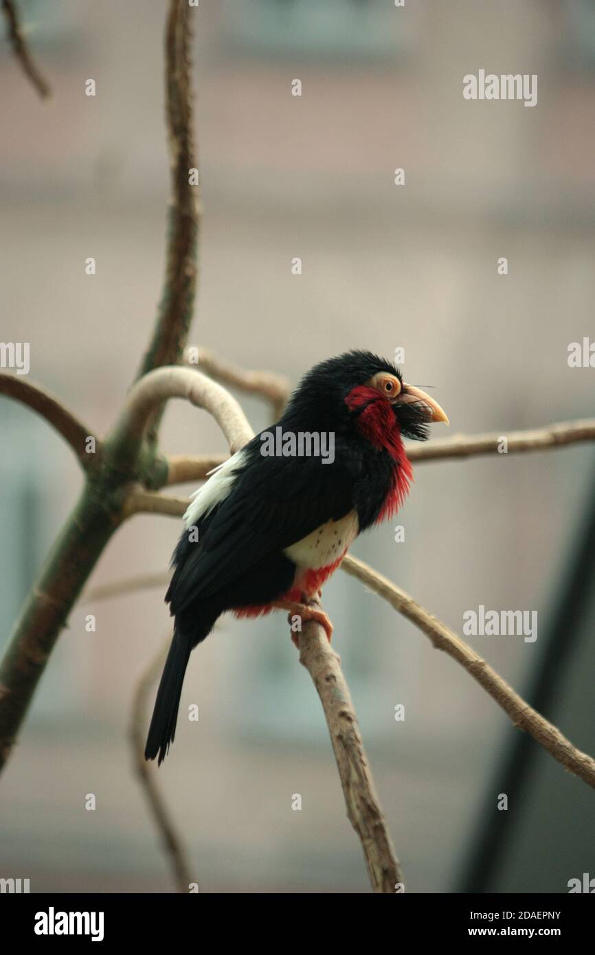 Bearded barbet sitting on a branch in a zoo in Vienna Stock Photo