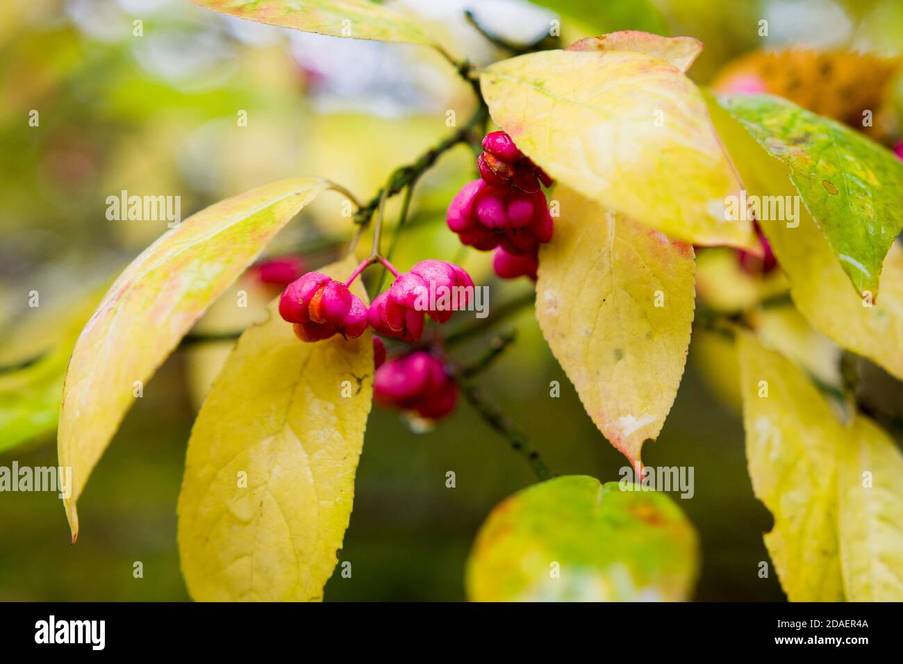 Common spindle tree ornamental and poisonous fruits Stock Photo Alamy