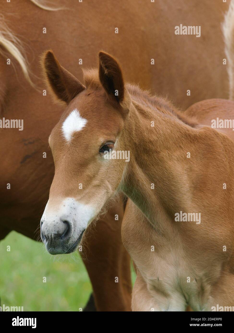 A rare breed Suffolk Punch mare and foal in a summer paddock. Stock Photo