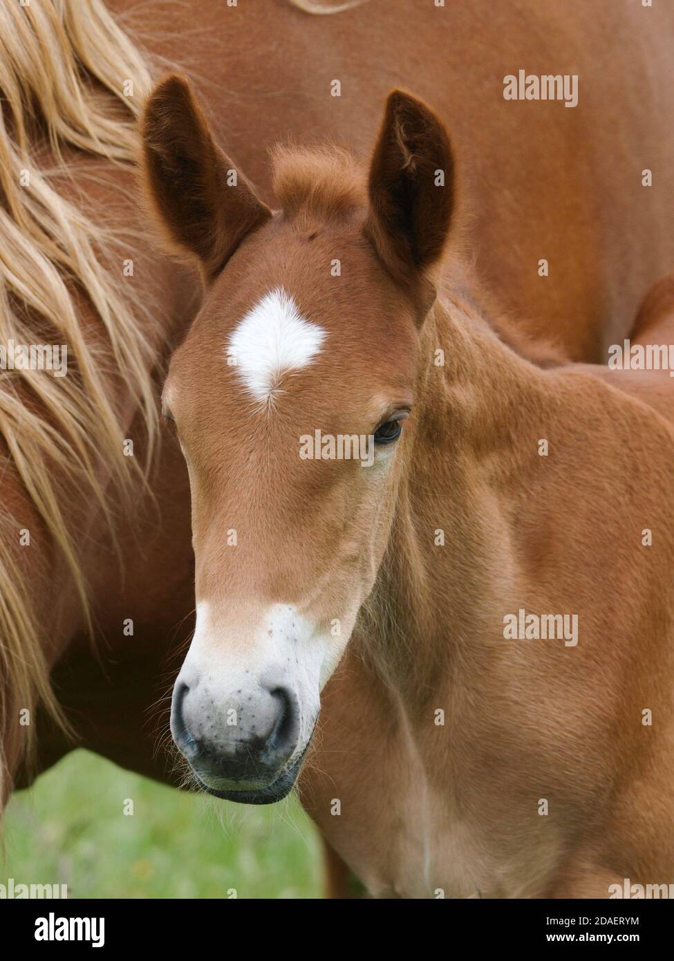 A rare breed Suffolk Punch mare and foal in a summer paddock. Stock Photo