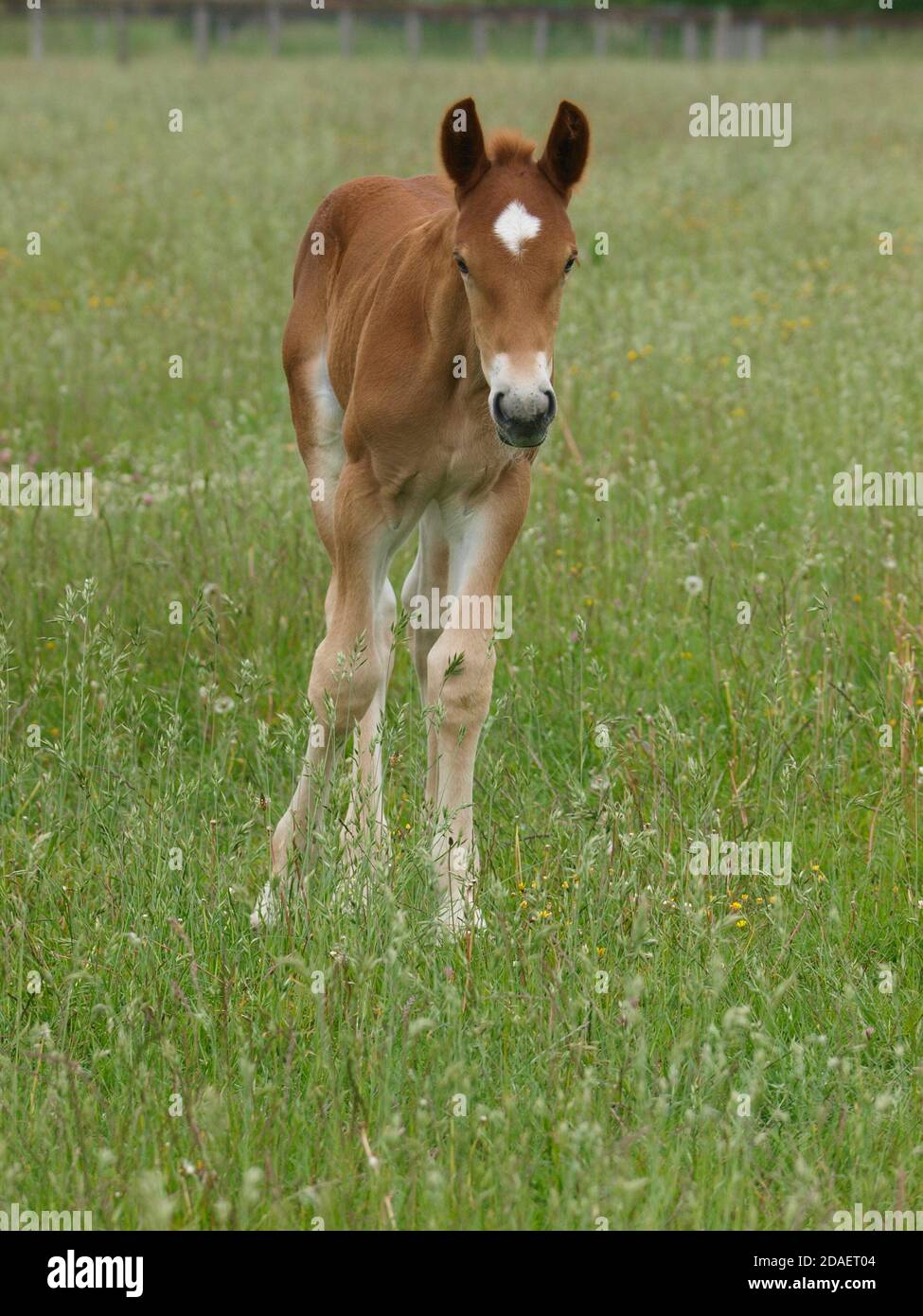 A rare breed Suffolk Punch foal in a summer paddock. Stock Photo