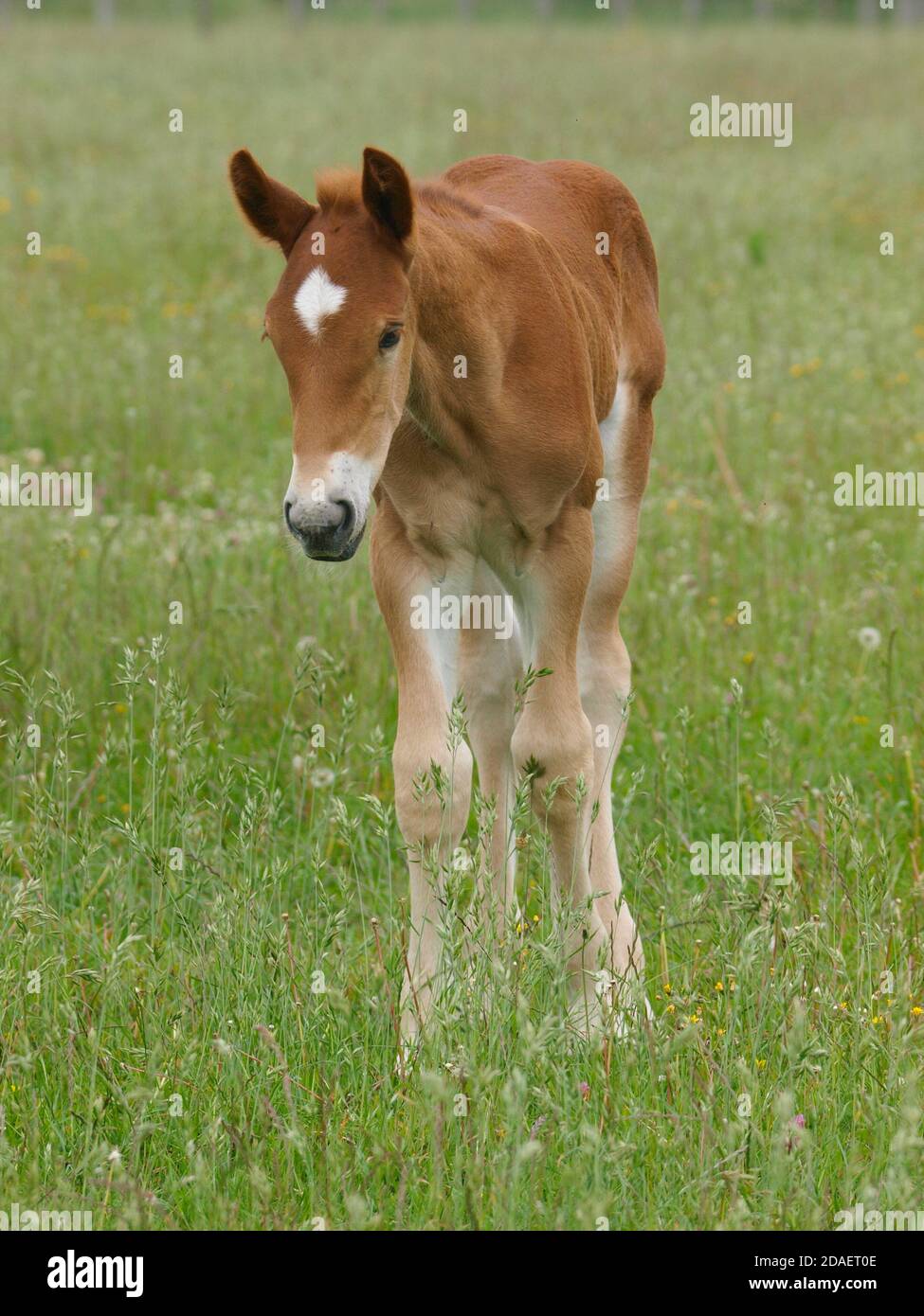A rare breed Suffolk Punch foal in a summer paddock. Stock Photo