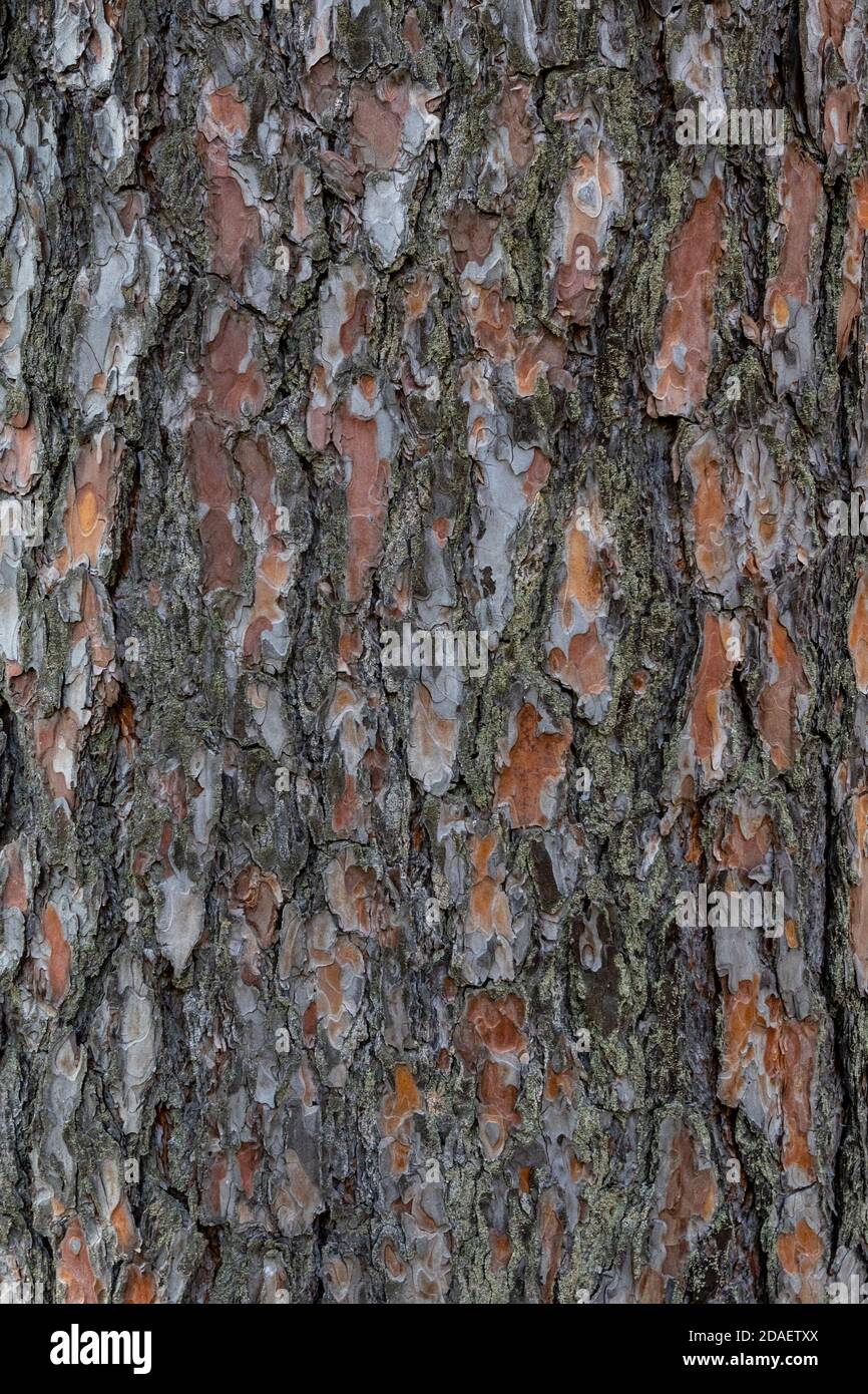 Brown bark texture. Old pine tree bark closeup. Forest pinus old skin macro. Ponderosa wood textured material, abstract brown pattern. Vertical grunge Stock Photo