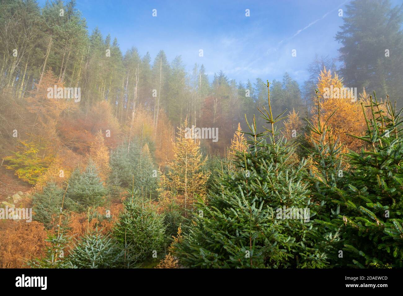 Bright autumn colour in forest trees at Snake Woodlands, Peak District, Derbyshire, England. Stock Photo