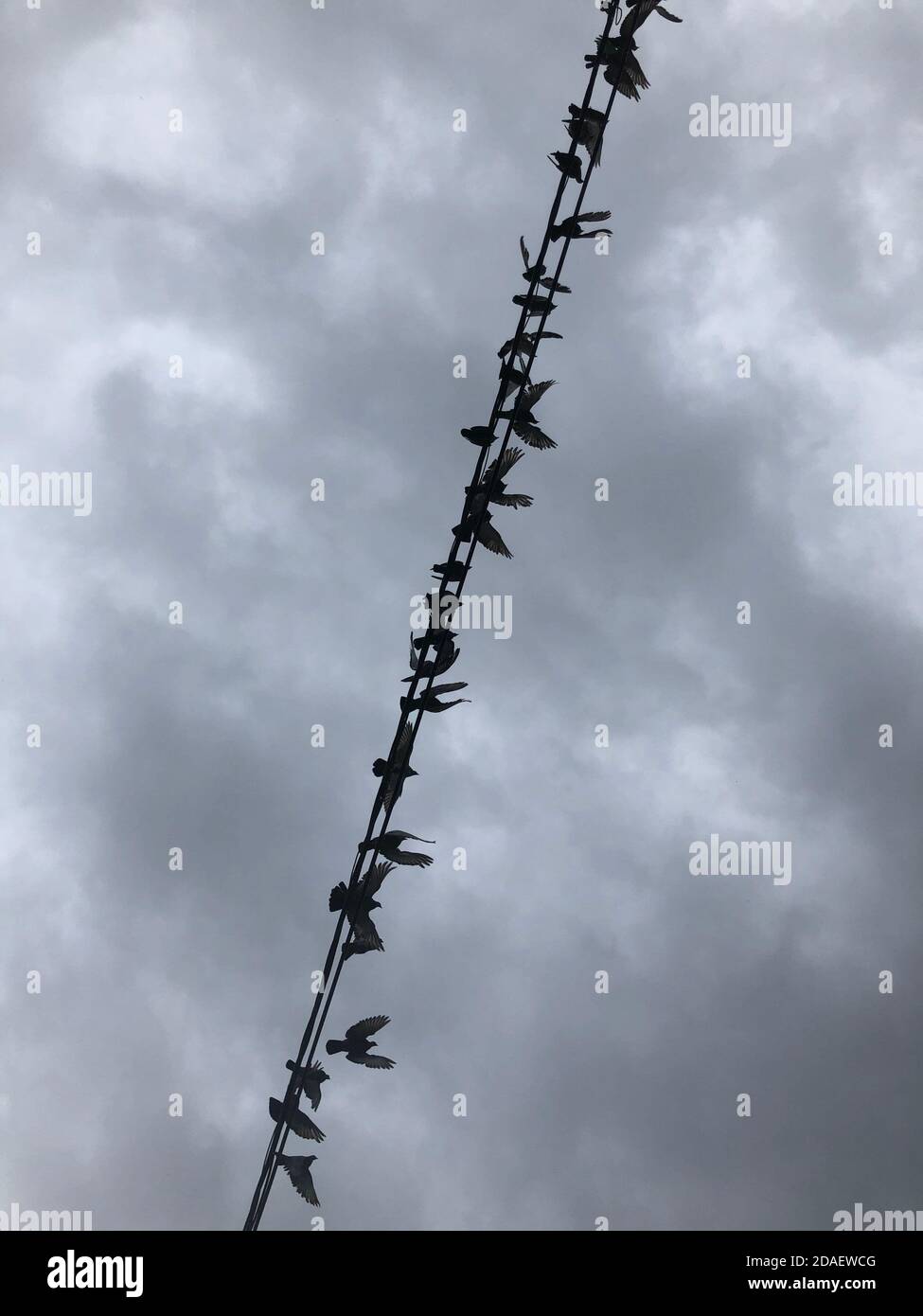 Flock of bird flying over a wire, cloudscape background Stock Photo - Alamy
