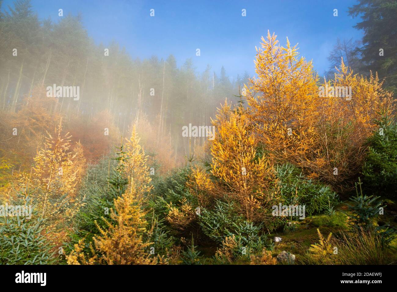 Bright autumn colour in forest trees at Snake Woodlands, Peak District, Derbyshire, England. Stock Photo