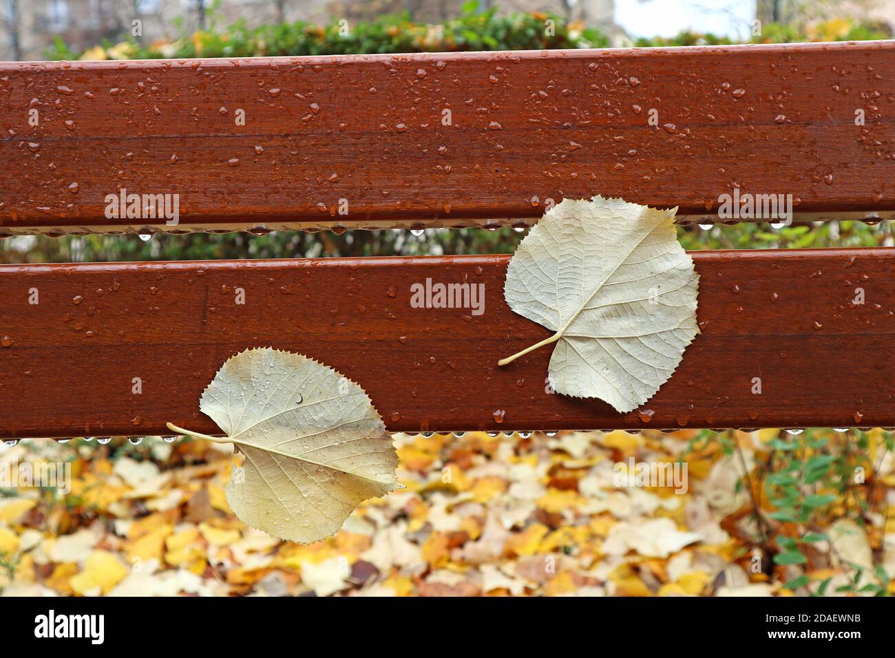 Two yellow leaves hi-res stock photography and images - Alamy