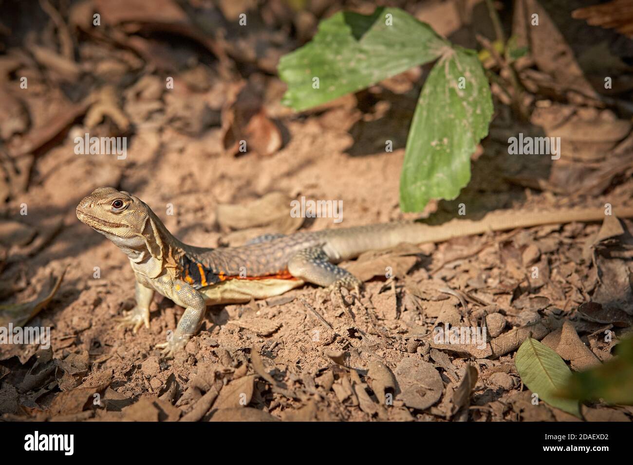 Udon Thani, Thailand. February 2012. Butterfly lizard (Leiolepis belliana). Stock Photo