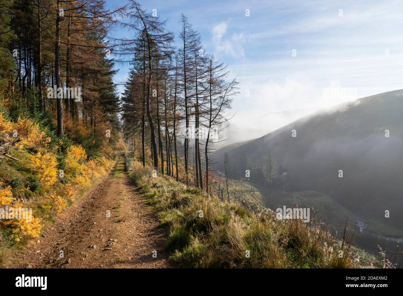 Forest track at Snake Woodlands, Peak District national park