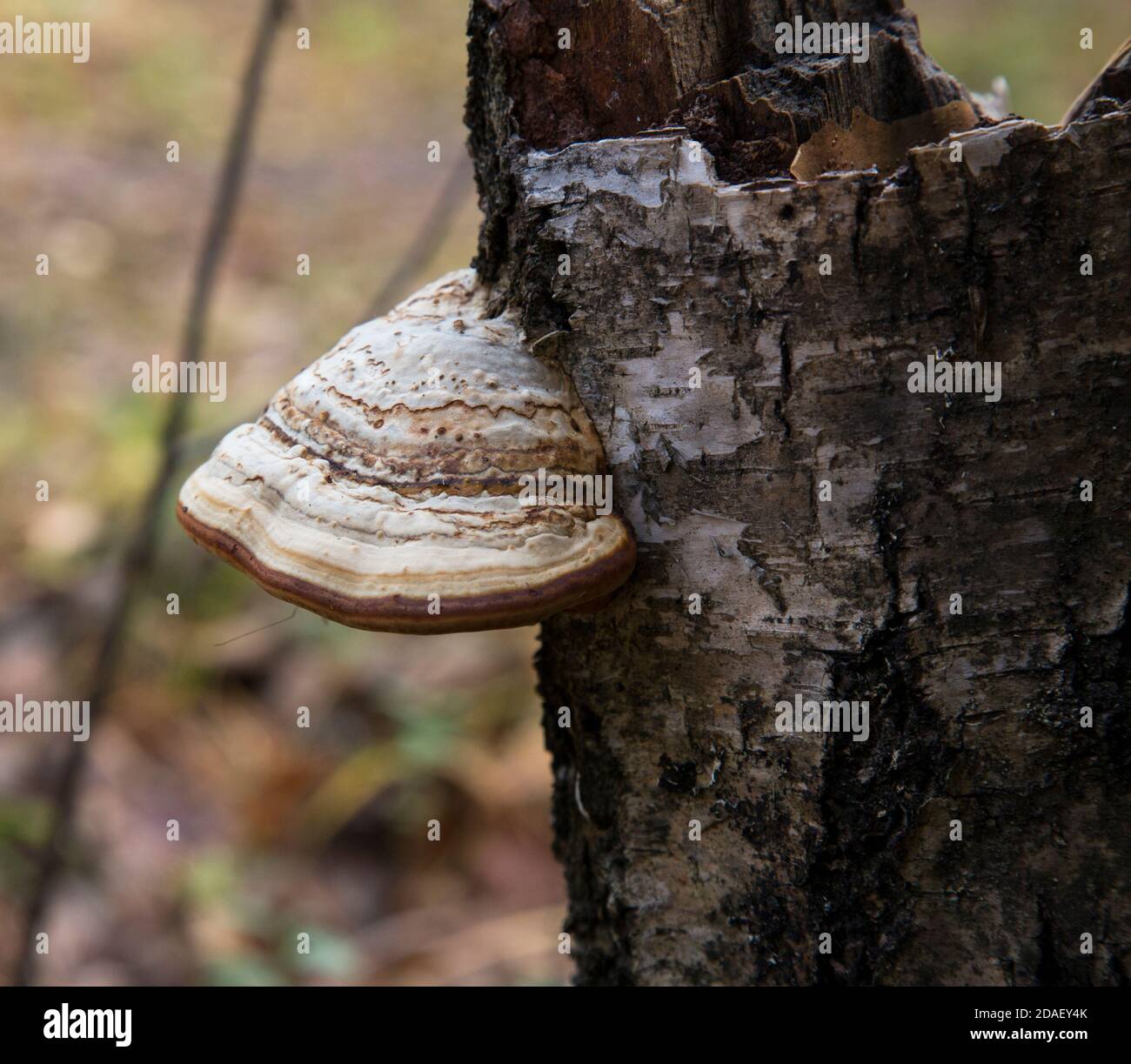 polyporus one over the other mushroom specific species on a dead tree trunk Stock Photo