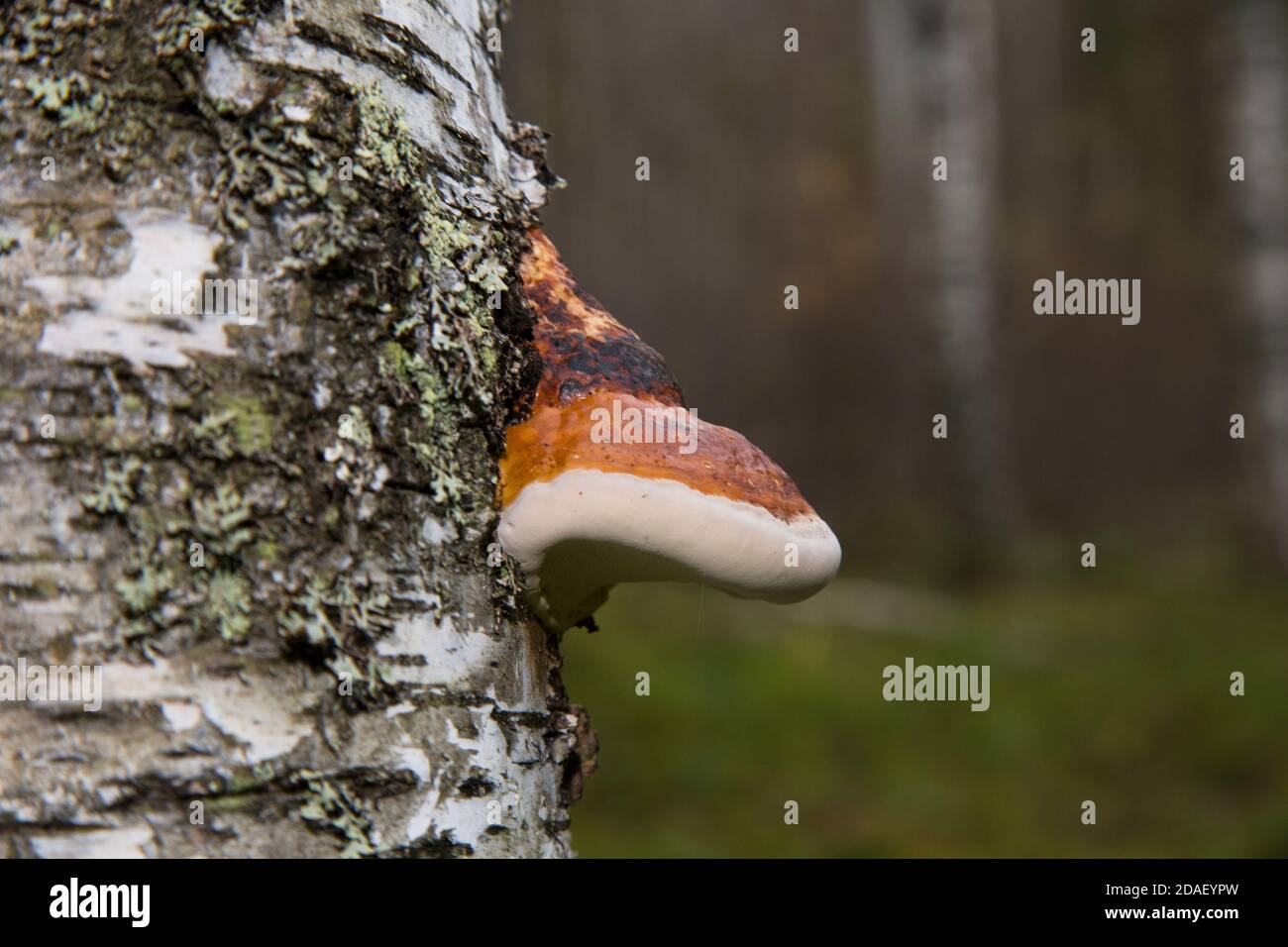 polyporus one over the other mushroom specific species on a dead tree trunk Stock Photo