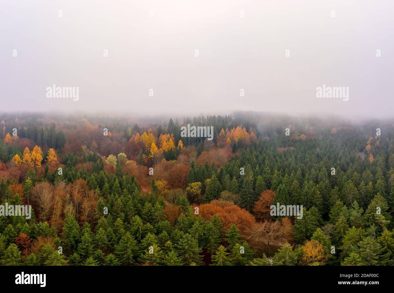 Wide colorful forest aerial landscape from above at a foggy autumn day with copyspace at the top of the image. Stock Photo