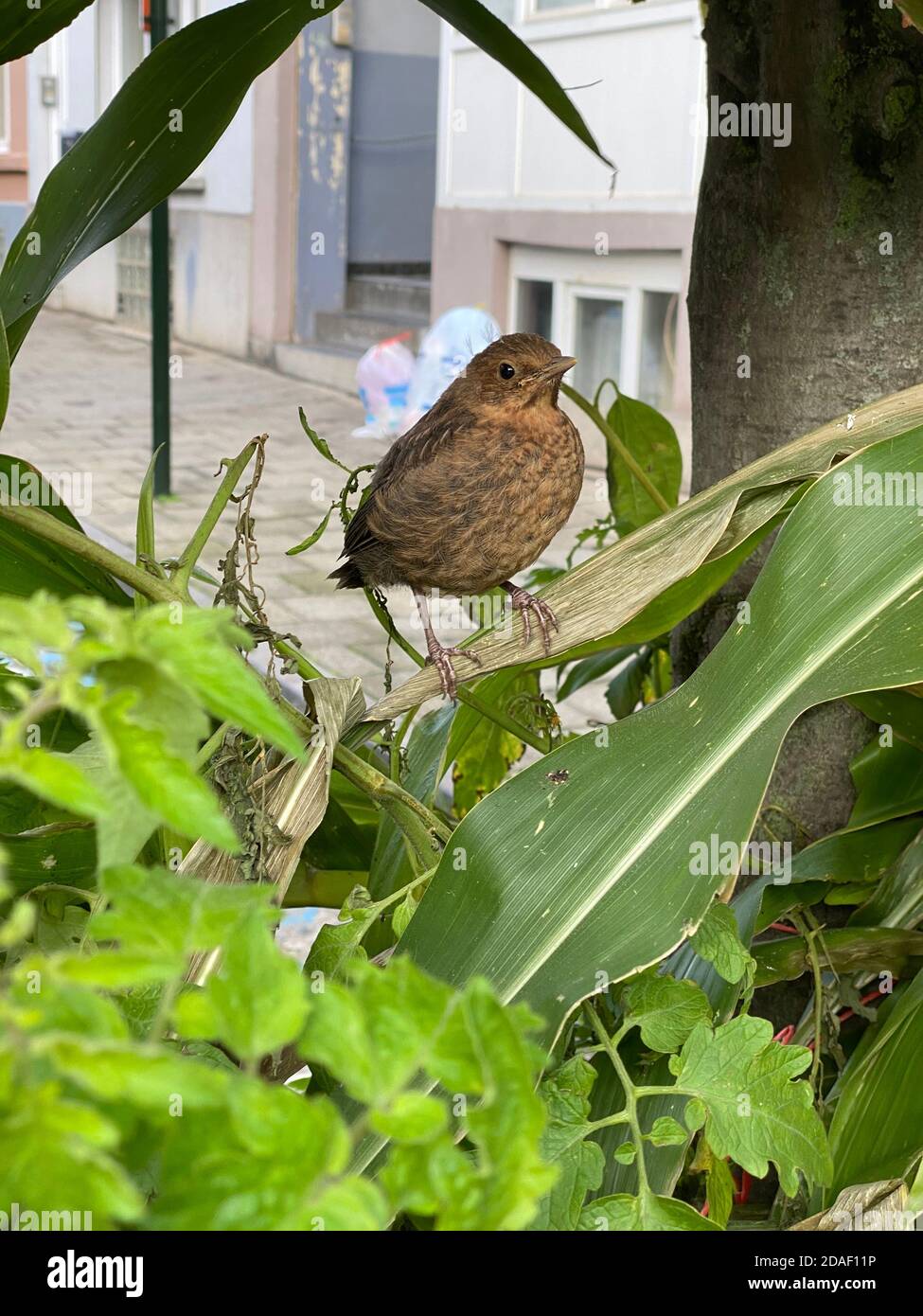 Young black bird in the town Stock Photo