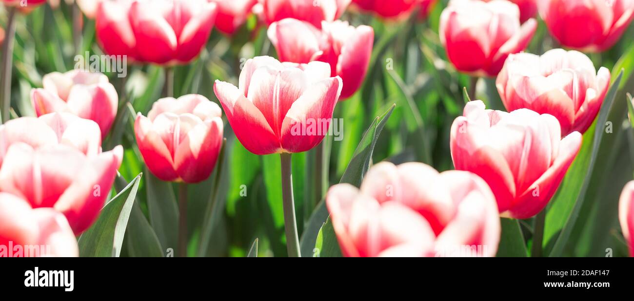 Flower bed of beautiful tulips. Beautiful spring tulips flowers in park ...