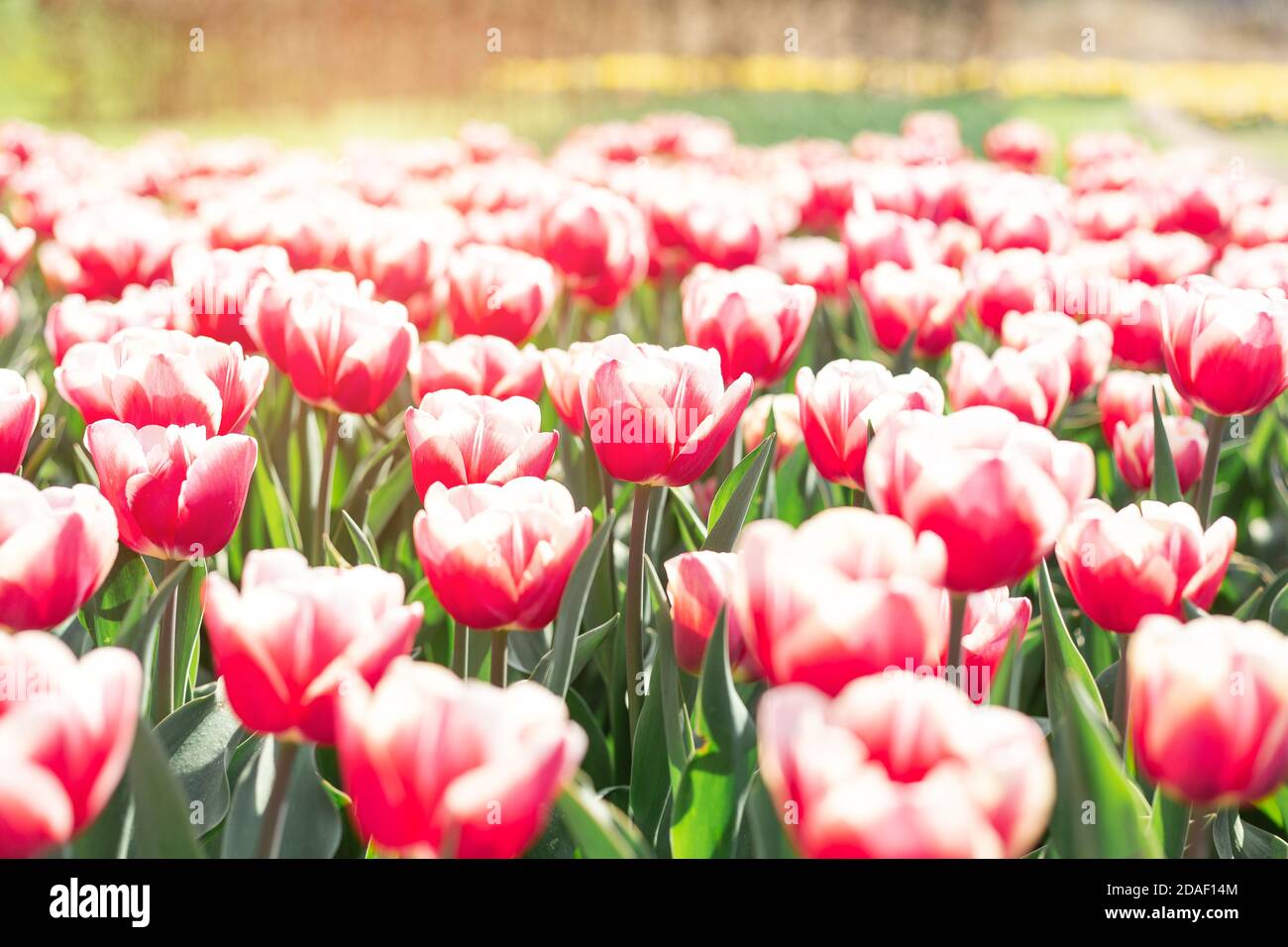 Flower bed of beautiful tulips. Beautiful spring tulips flowers in park ...