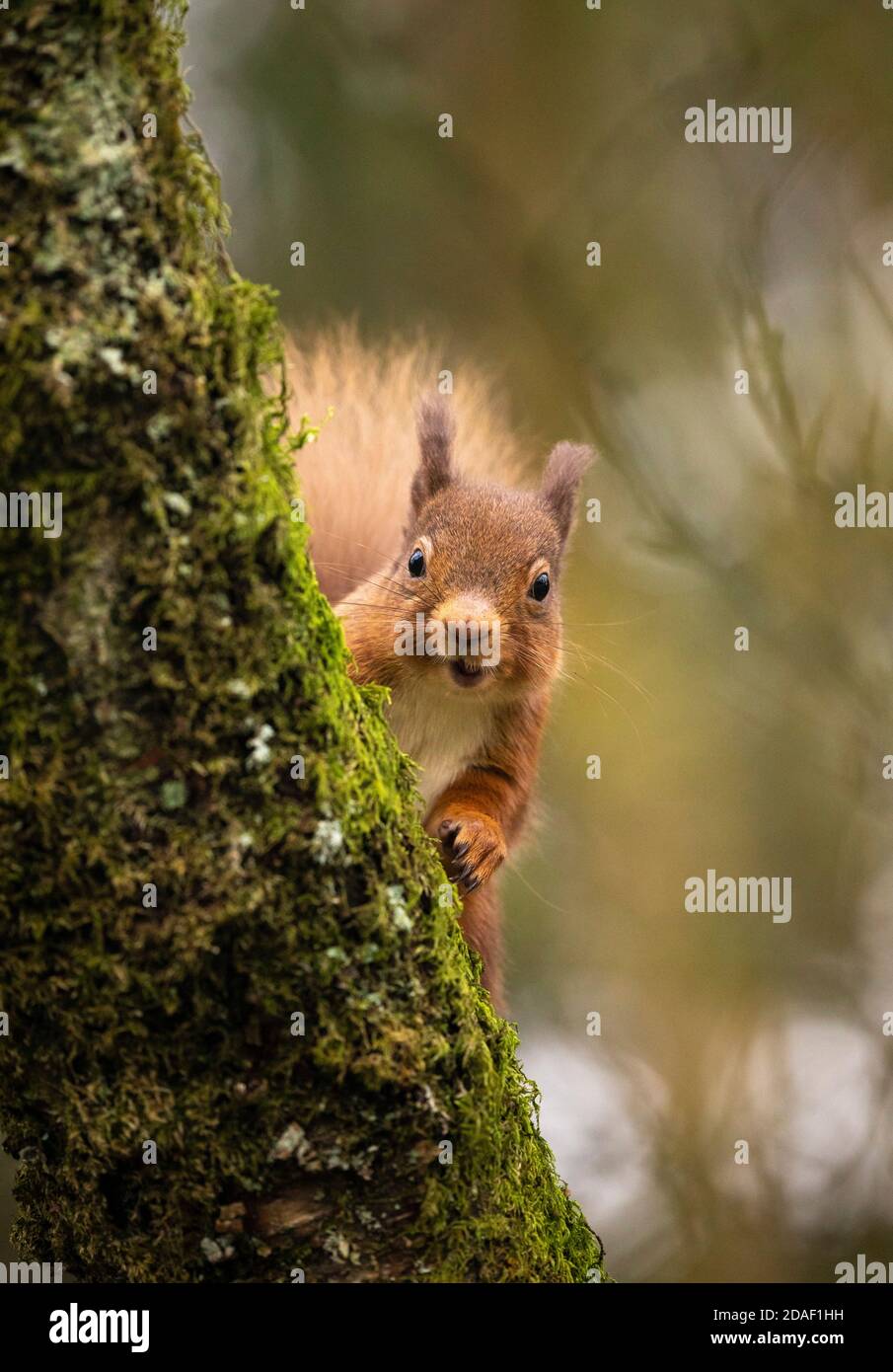 peeping red squirrel Stock Photo