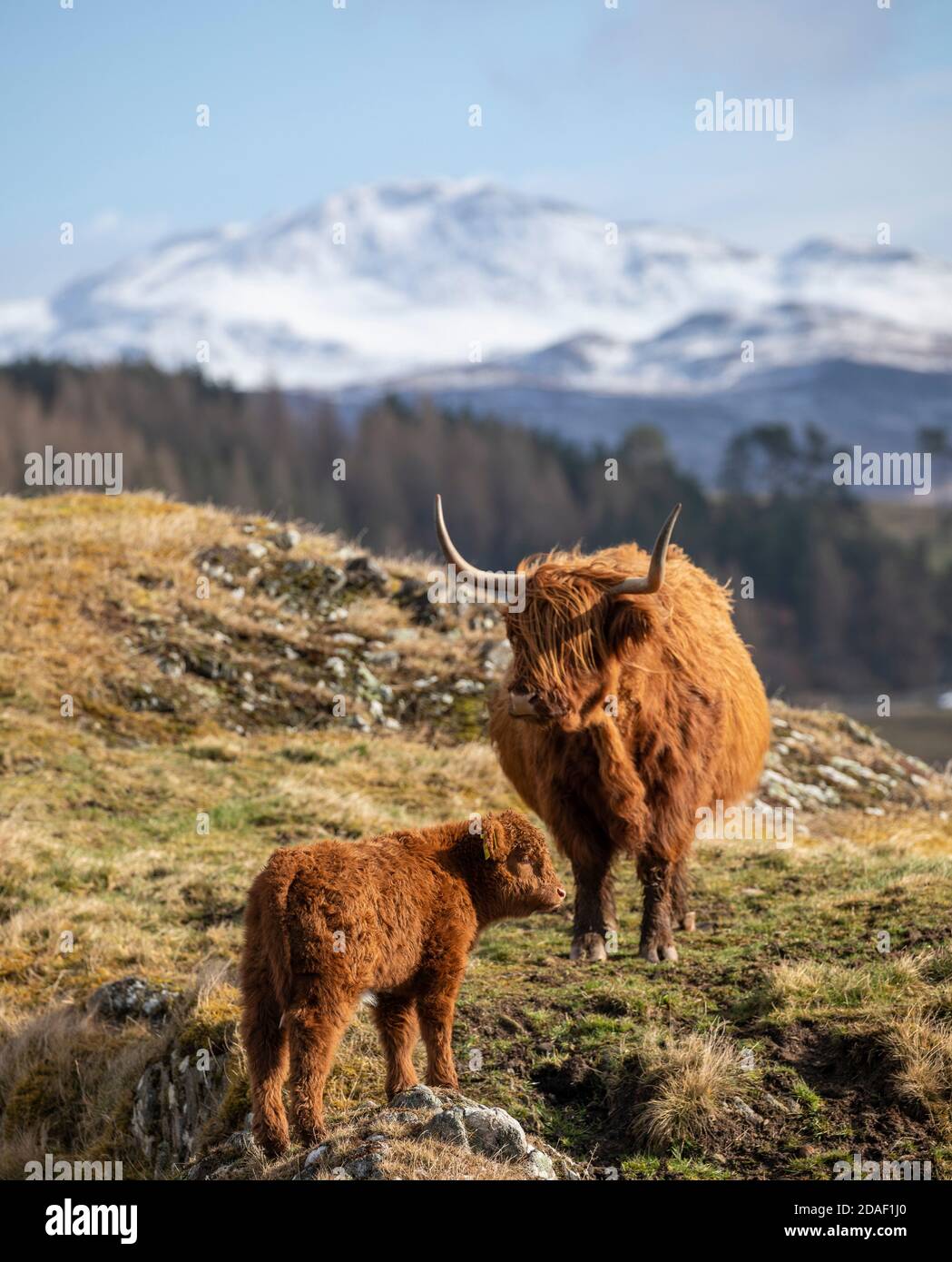 Highland cattle mother and baby Stock Photo