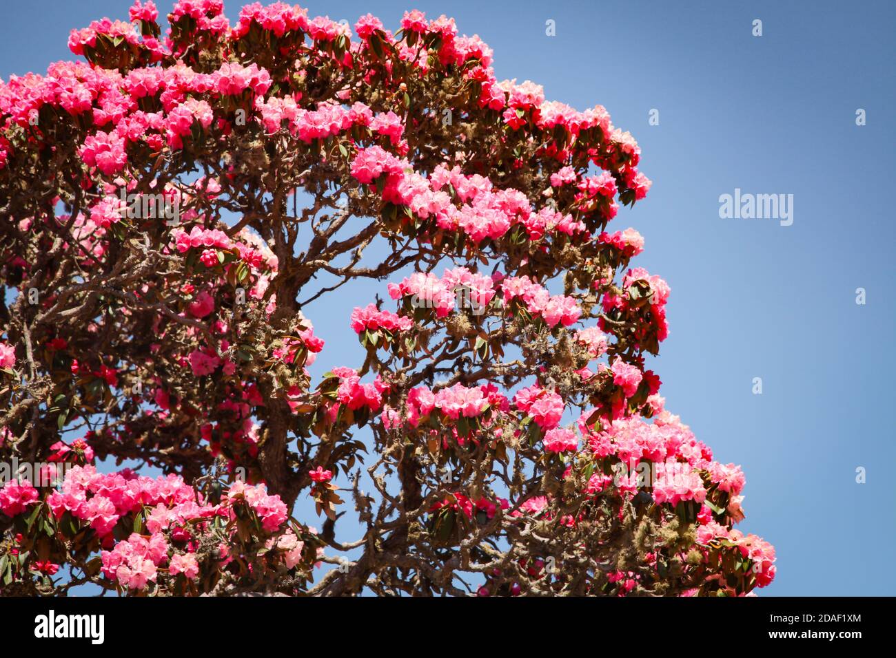 Blue azalea bush hi-res stock photography and images - Alamy