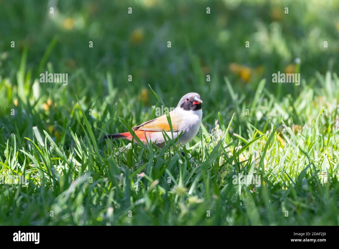 Swee Waxbill (Coccopygia melanotis) foraging for seeds on grass, Robertson,Western Cape, South Africa Stock Photo