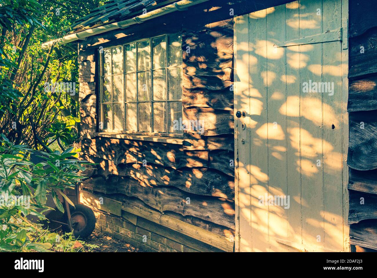 Garden shed with evening sinlight through hedge illuminationg wany edge oak boarding and window. Stock Photo