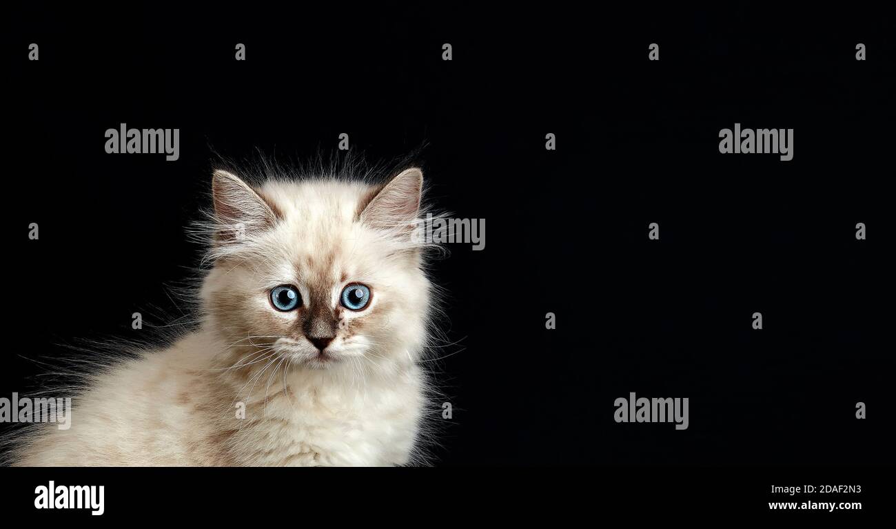 Funny Kitten with bright blue eyes on a black background. Small fluffy ...