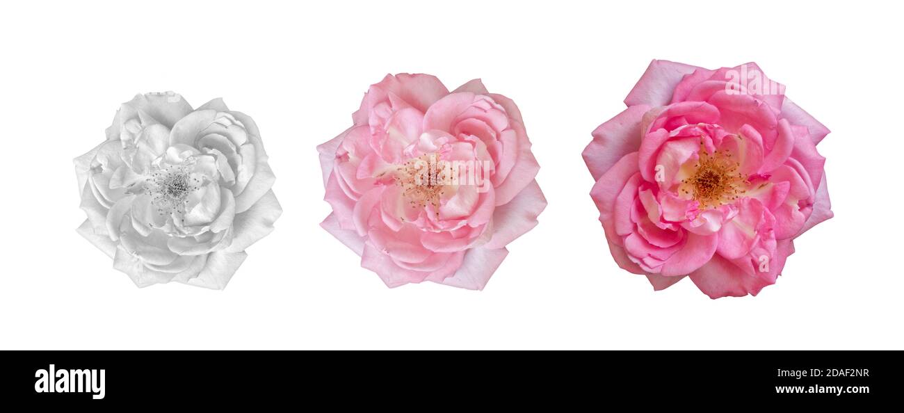 three monochrome pink pastel rose macros of isolated blossoms in vintage painting style on white background Stock Photo