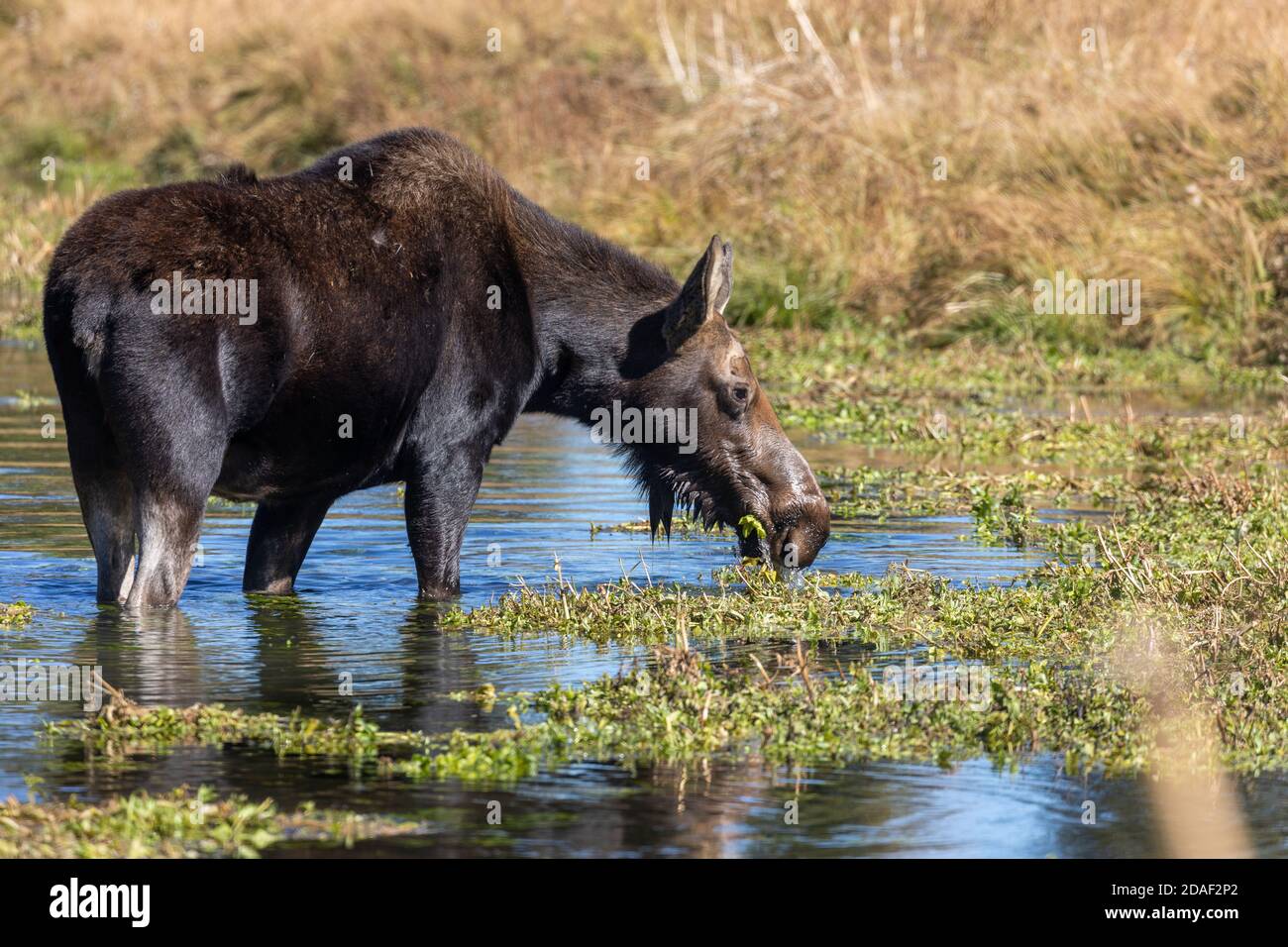 Cow Shiras Moose in Fall in Wyoming Stock Photo