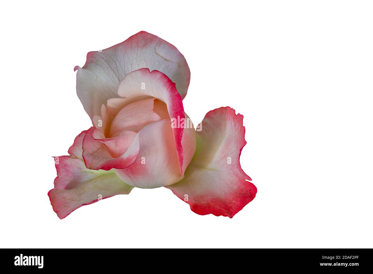 bright pink white young rose blossom heart macro on white background, single isolated bloom, detailed texture Stock Photo
