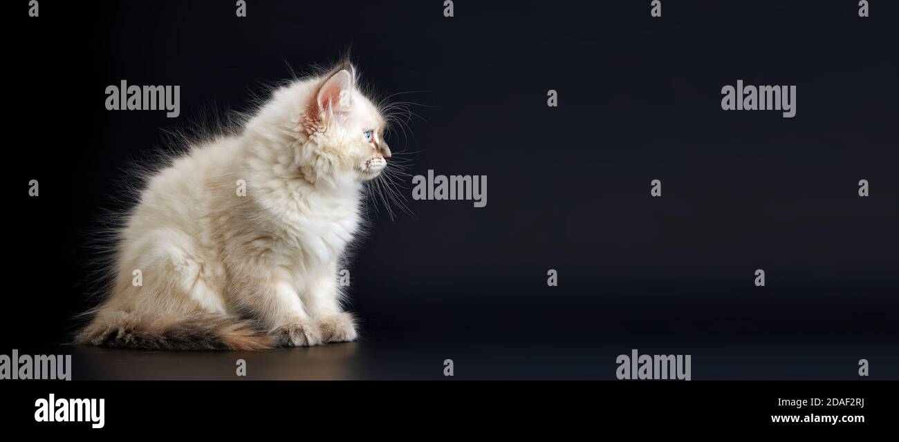 Funny Kitten with bright blue eyes on a black background. Small fluffy ...